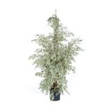 Berceste Peyzaj tasarım Benjamin Bitkisi 110 120 Cm Benjamin Ficus Starlight Ev Bitkisi Ofis Bitkisi Salon Bitkisi