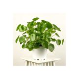 Berceste Peyzaj tasarım Dev Boy Pilea Peperomioides