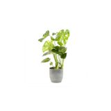 Berceste Peyzaj tasarım Deve Tabanı Bitkisi 60 80 cm Monstera Deliciosa Bitkisi Ev Bitkisi Ofis Bitkisi Salon Bitkisi