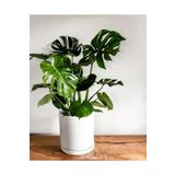 Berceste Peyzaj tasarım Deve Tabanı Bitkisi 90 110 Cm Monstera Deliciosa Ev Bitkisi Ofis Bitkisi Salon Bitkisi
