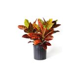 Berceste Peyzaj tasarım Kraton Bitkisi 60 cm Boy Croton Petra 17 cm Saksı Çapı Kroton Ev Bitkisi Ofis Bitkisi Salon Bitkisi