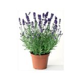Berceste Peyzaj tasarım Lavanta Çiçeği 40 Cm Kokulu Aromatik Bahar Bitkisi Balkon Bitkisi Ev Bitkisi Dış Mekan Bitkisi