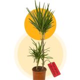 Berceste Peyzaj tasarım Marginata Dracaena Tek Gövdeli 90 100 Cm Ev Bitkisi Salon Bitkisi Ofis Bitkisi