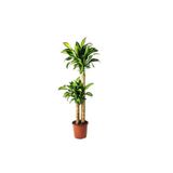 Berceste Peyzaj tasarım Messengeana Dracaena 2 Kök 90 110 Cm Massengena Ev Bitkisi Ofis Bitkisi Salon Bitkisi