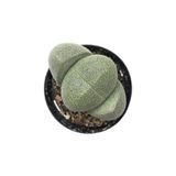 Berceste Peyzaj tasarım Taş Kaktüs Lithops Pleiospilos Nelii Cactus