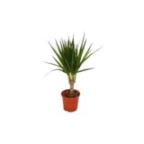Berceste Peyzaj tasarım Tekli Dracena Marginata 20 Cm