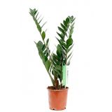 Berceste Peyzaj tasarım Zamia Çiçeği Zeze Çiçeği Zamia Bitkisi Zamioculcas Ev Bitkisi Ofis Bitkisi Salon Bitkisi