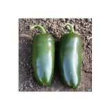 Berke Fidancılık 5 Adet Jalapeno Biber Fidesi