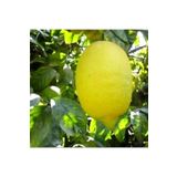 Berke Fidancılık Çok Dallı Tüplü 4 Yaşında Yediveren Enter Limon Fidanı (120-150 cm)