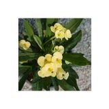 Berke Fidancılık İTHAL Orijinal SARI Euphorbia Milii / Dikenler Tacı Küçük Saksıda