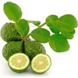 Berke Fidancılık Kaffir Lime Limon Fidanı Nadir Çeşit 5 Yaşlı Tüplü
