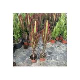 Berke Fidancılık Sınırlı Üretim Bol Dallı Euphorbia Trigona Red - Afrika Kırmızı Süt Ağacı Kaktüsü