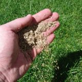 Bermuda Çim Tohumu Uganda Çim Tohumu 1 KG