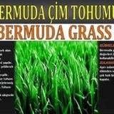 Bermuda Çimi (Ayrık Otu)Tohumu 1 kg