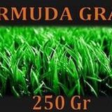 Bermuda Çimi (Ayrık Otu)Tohumu 250 gr