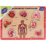 Beruflic ONY-287 288 Ahşap Tutmalı Vücumuzu Tanıyalım -Onyıl Oyuncak - 1 - Renkli