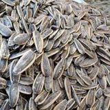 Beslenme Dedektifi Siyah Tuzlu Çekirdek (500 Gr)