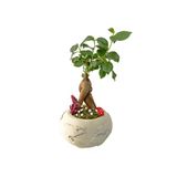 Beton Dünya Saksıda Mini Ficus Ginseng Bonsai