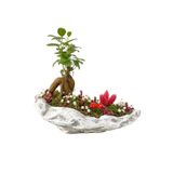Beton Kaya Saksıda Mini Ficus Ginseng Bonsai