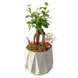Beton Prizma Saksıda Mini Ficus Ginseng Bonsai