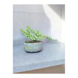 Beton Saksıda Afra Bonsai Yeşim Ağacı