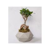 Beton Saksıda Ficus Ginseng Bonsai