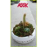 Beton Saksıda Kaktüs Aranjman Kkhh