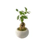 Beton Uranüs Saksıda Mini Ficus Ginseng Bonsai