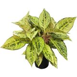 Betonish Aglaonema 'Chartreuse Pretty' (Çin Herdemyeşili)