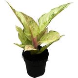 Betonish Aglaonema 'chartreuse Pretty'
