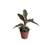 Betonish Aglaonema Crete (Çin Herdemyeşili)