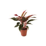 Betonish Aglaonema Crete