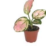 Betonish - Aglaonema 'Dud Unyamanee'