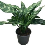 Betonish Aglaonema 'Maria'