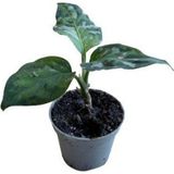 Betonish Aglaonema Pictum 'Tricolor' (Çin Herdemyeşili)