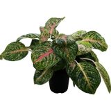 Betonish Aglaonema 'Spring Red' (Çin Herdemyeşili)