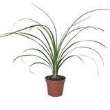 Betonish Beaucarnea Recurvata (Nolina Fil Ayağı Bitkisi)