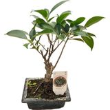 Betonish Bonsai - Ficus