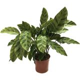 Betonish Calathea Albertii (Dua Çiçeği)