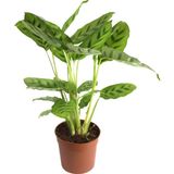 Betonish Calathea Leopardina (Dua Çiçeği)