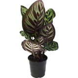 Betonish - Calathea Makoyana (Dua Çiçeği)