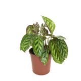 Betonish Calathea Medallion 'Flamestar' (Dua Çiçeği)