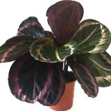Betonish - Calathea Roseopicta 'Dottie' (Dua Çiçeği)