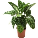 Betonish Calathea Zebrina (Dua Çiçeği)