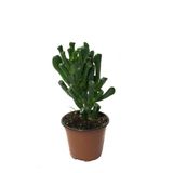 Betonish Crassula Ovata 'Golum' (Sukulent) Ø8,5 CM Y10-15 CM