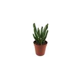 Betonish Crassula Ovata 'Golum' (Sukulent)