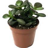 Betonish Crassula Ovata 'Minor' (Sukulent)