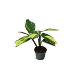 Betonish Ctenanthe Lubbersiana ‘Golden Mosaic’ (Dua Çiçeği)