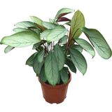 Betonish Ctenanthe Setosa 'Silver Star' (Dua Çiçeği)