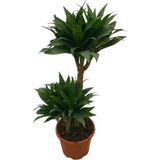 Betonish Dracaena Compacta